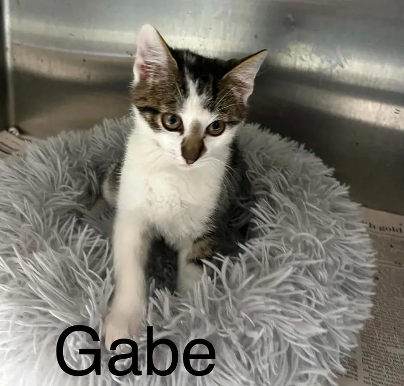 Gabe