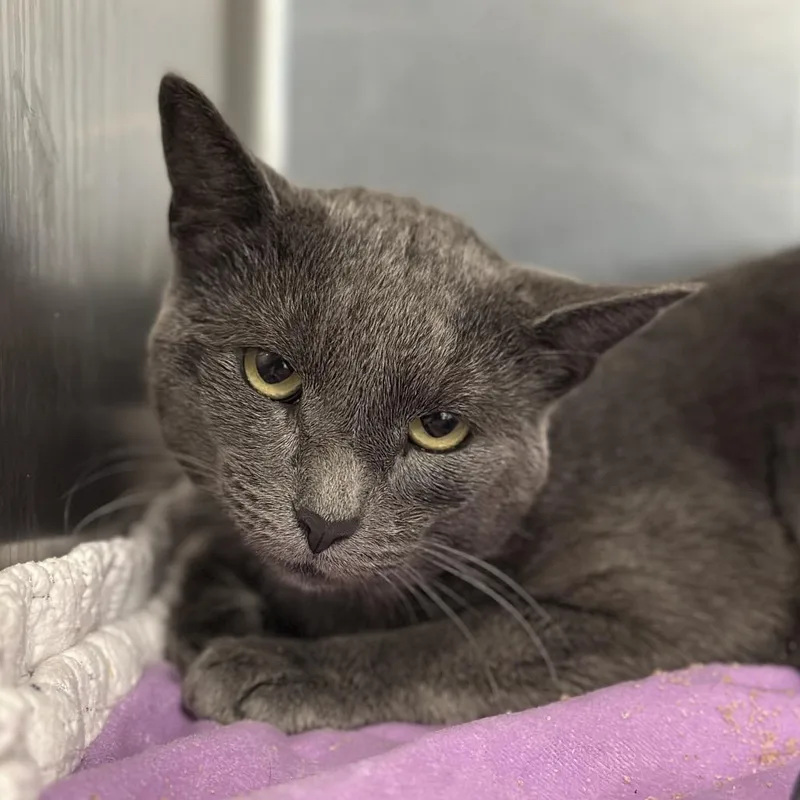 An adult large-sized male Gray / Blue / Silver Domestic Short Hair cat named Mister Grey for adoption in Matteson, IL