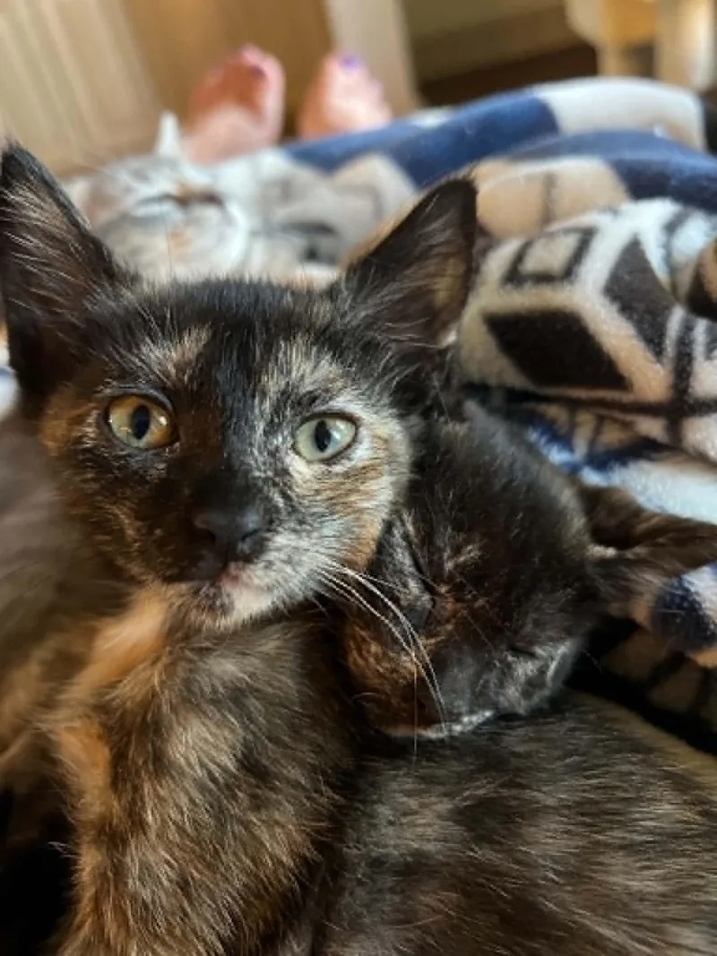 A young medium-sized female Domestic Short Hair cat named Parvati for adoption in Mansfield, TX