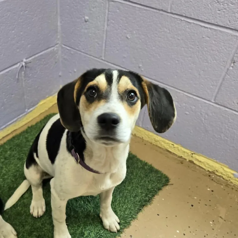 A young small-sized female Black Hound dog named Karen for adoption in Newport, TN