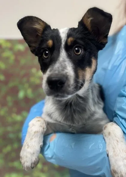 Dee Nice thumbnail 2