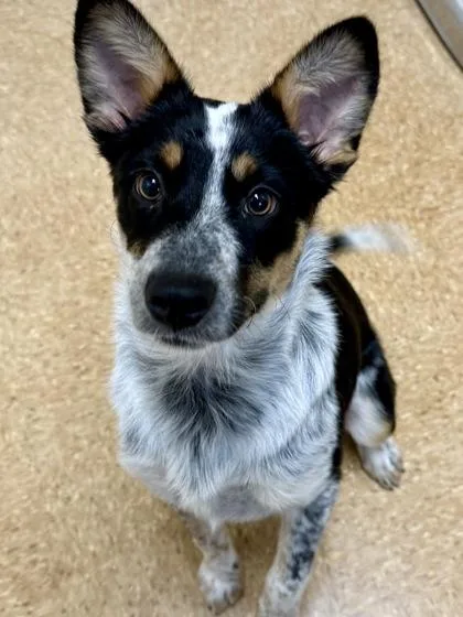 Dee Nice thumbnail 3