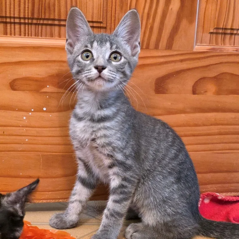 A baby small-sized female Gray / Blue / Silver Domestic Short Hair cat named Large for adoption in Carencro, LA