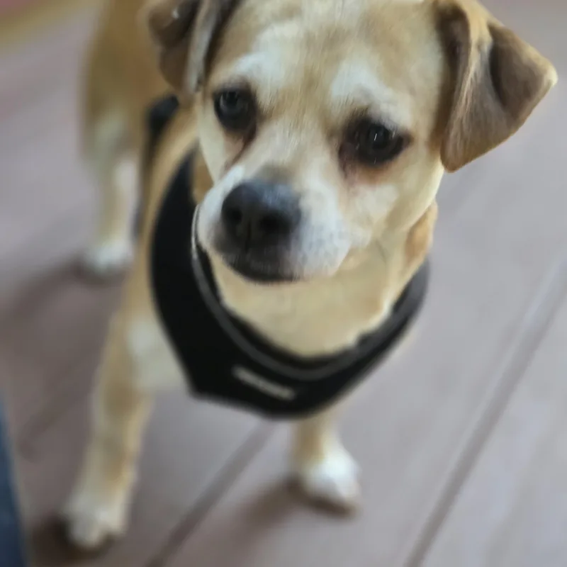 An adult small-sized male Chihuahua dog named Simon for adoption in Buckley, WA