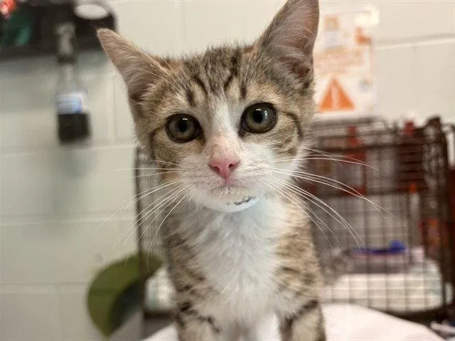 A baby small-sized female Brown / Chocolate Domestic Short Hair cat named Pebbles for adoption in Tavares, FL