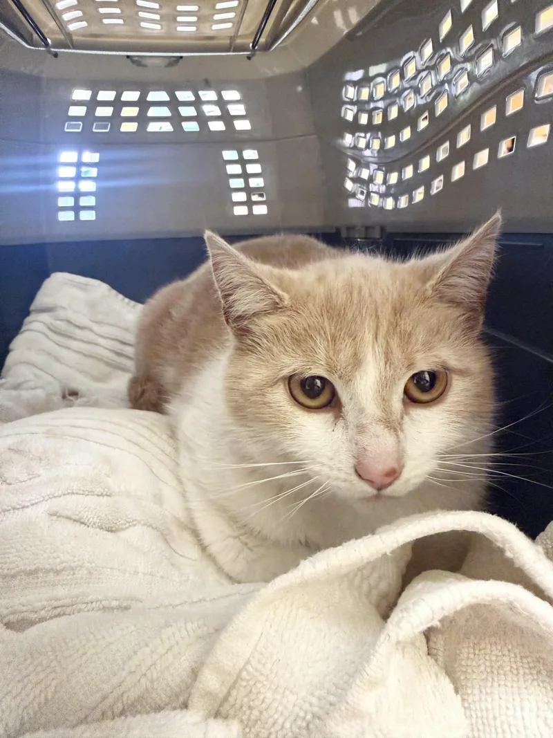 A young large-sized female Buff & White Domestic Short Hair cat named Aaliyah for adoption in Hudson, NY