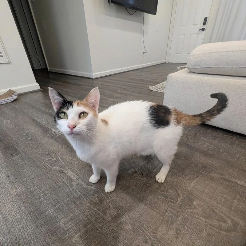 Maggie  Dubai thumbnail 2