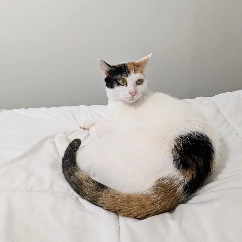 Maggie  Dubai thumbnail 3