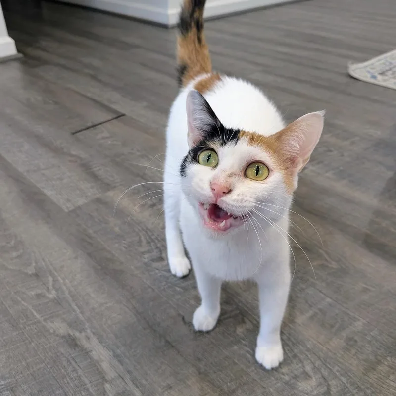 Maggie  Dubai thumbnail 4