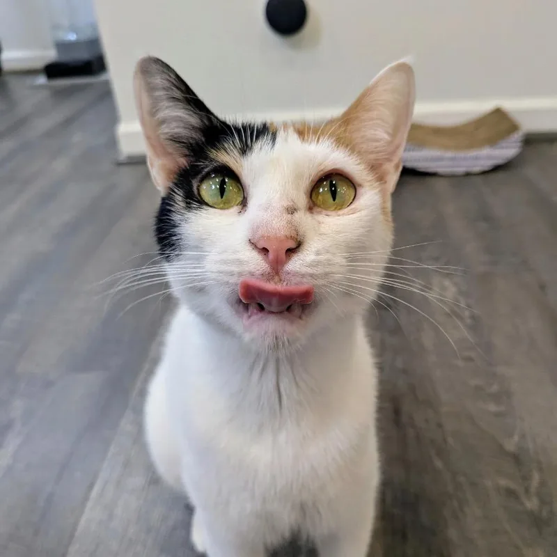 Maggie  Dubai thumbnail 5