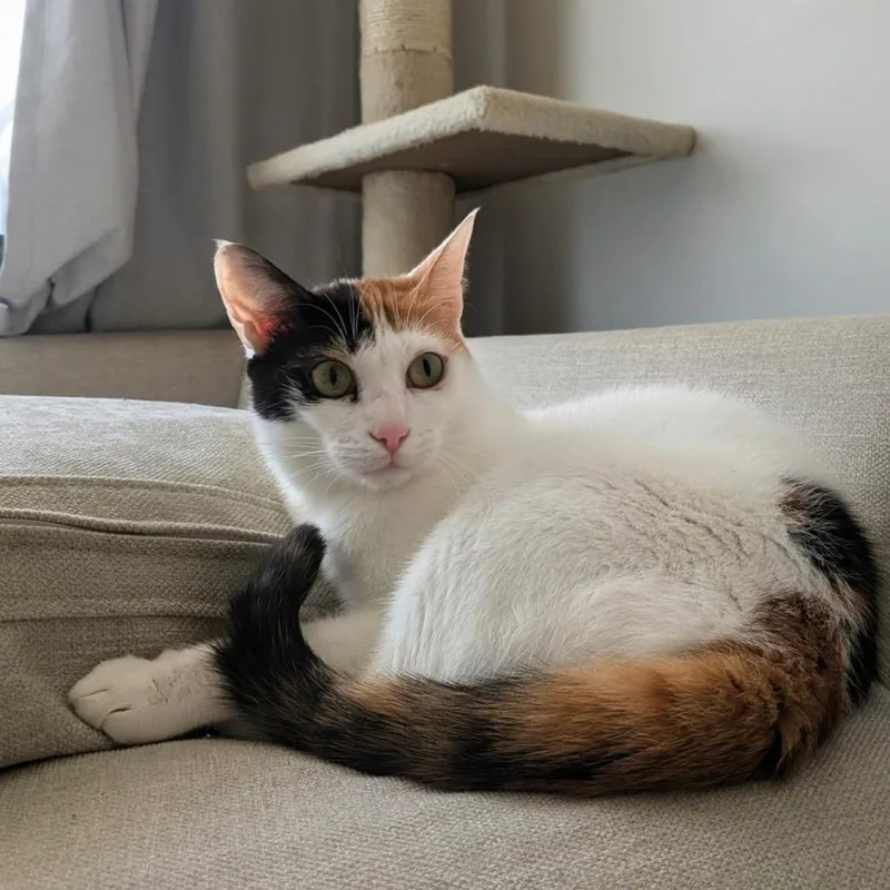 Maggie  Dubai thumbnail 6