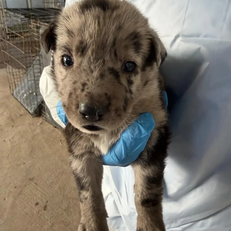 A baby small-sized male Gray / Blue / Silver Australian Cattle Dog / Blue Heeler dog named Tater Tot for adoption in Edinburg, TX
