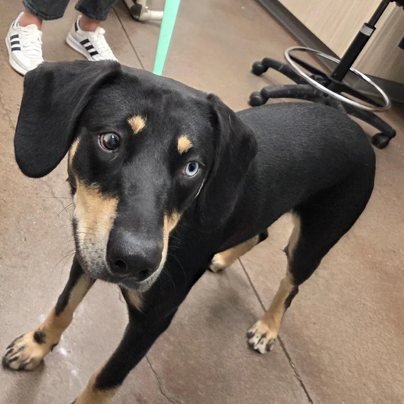 A young medium-sized male Black Labrador Retriever dog named Arlo for adoption in Chattanooga, TN