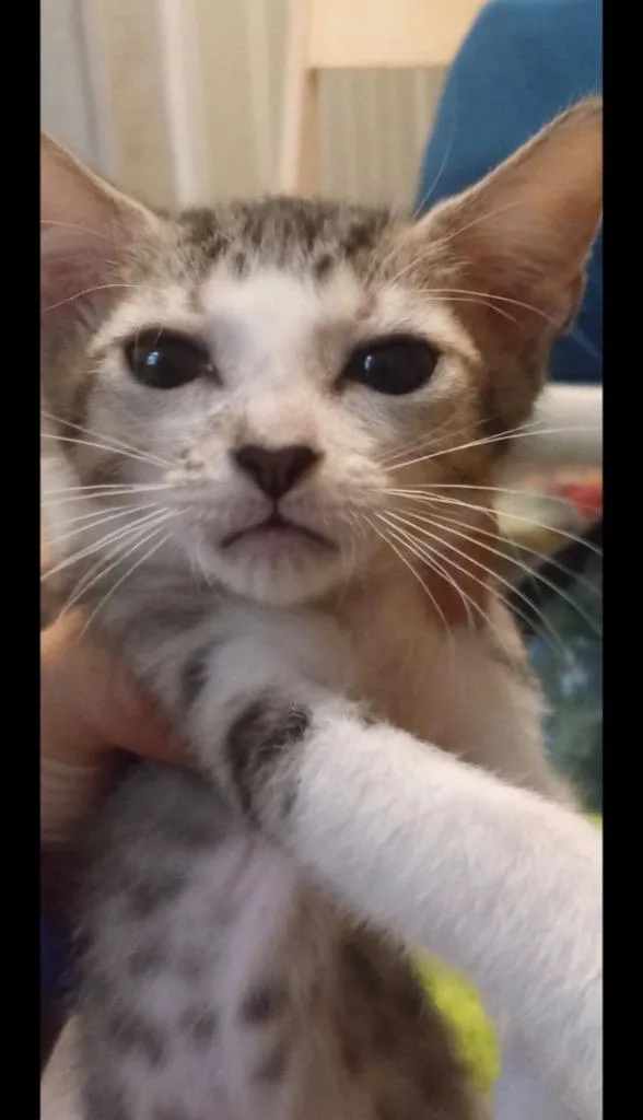 A baby small-sized female American Shorthair cat named Naomi for adoption in Darien, GA