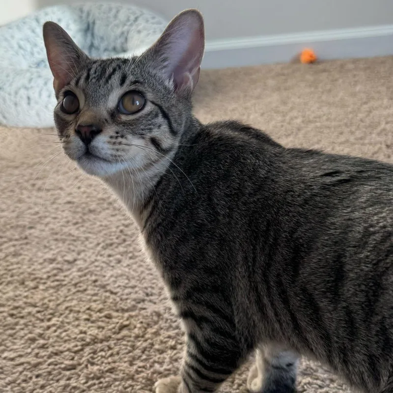 A young medium-sized male Brown / Chocolate Domestic Short Hair cat named Larry for adoption in Asheville, NC