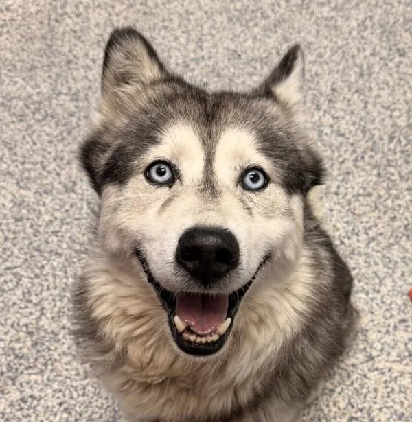 Rex