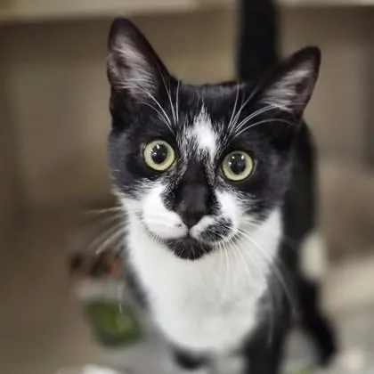 A baby medium-sized male Domestic Medium Hair cat named Pancake for adoption in Sacramento, CA