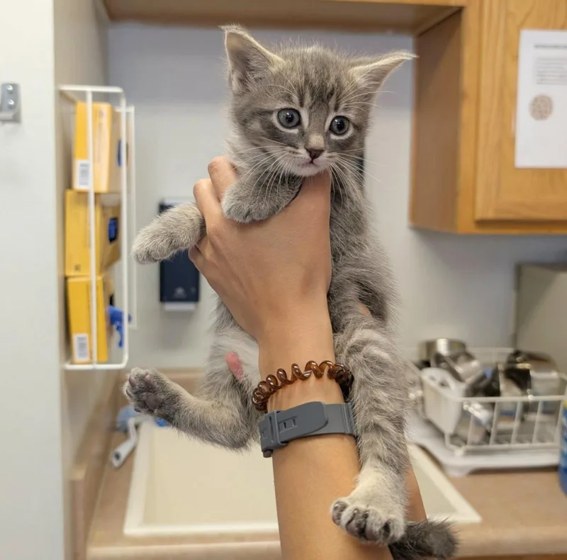A baby medium-sized male Domestic Short Hair cat named Chai for adoption in Maggie Valley, NC