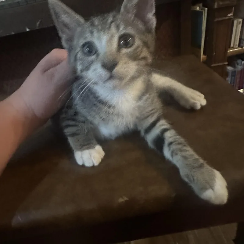 A baby medium-sized male Tabby (Brown / Chocolate) Domestic Short Hair cat named Beasley Indoor Only for adoption in Stockton, CA