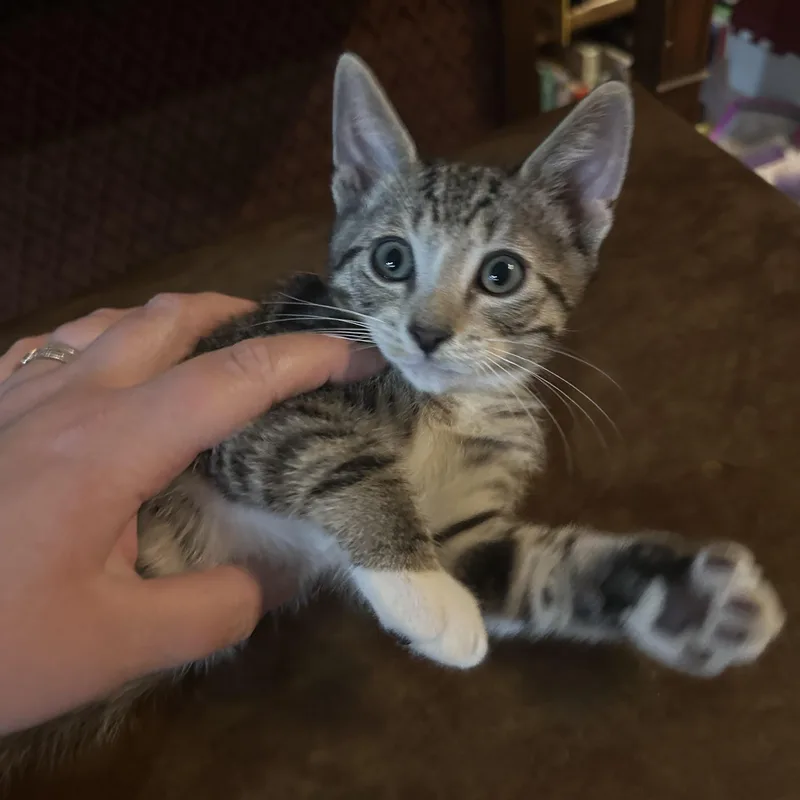 Beasley Indoor Only thumbnail 6