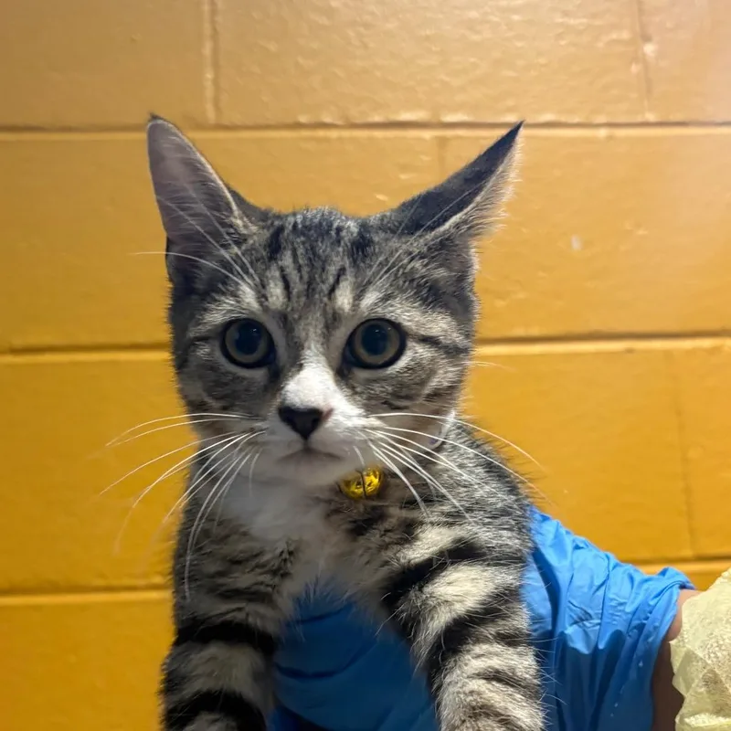A baby small-sized male Black Domestic Short Hair cat named Thumper for adoption in Chesapeake, VA