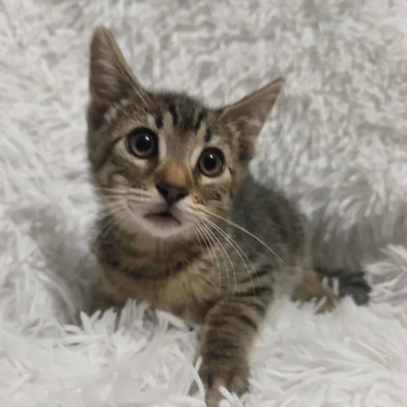 A baby small-sized female Brown / Chocolate Domestic Short Hair cat named Cappucino for adoption in Brea, CA