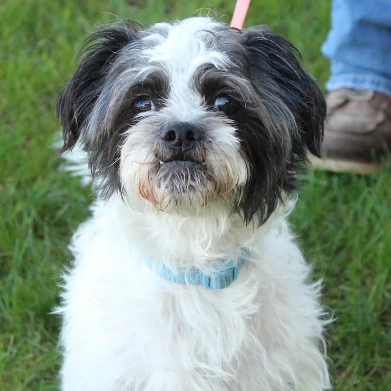 An adult small-sized male Shih Tzu dog named Oreo for adoption in Eaton, OH