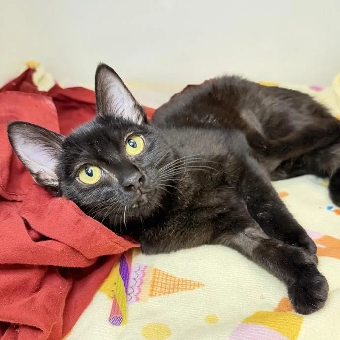 A baby small-sized female Domestic Long Hair cat named Victoria for adoption in Los Angeles, CA