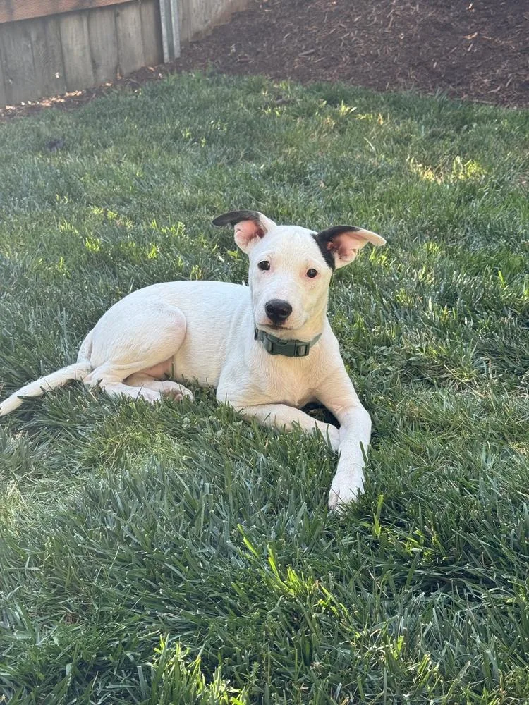 Opal