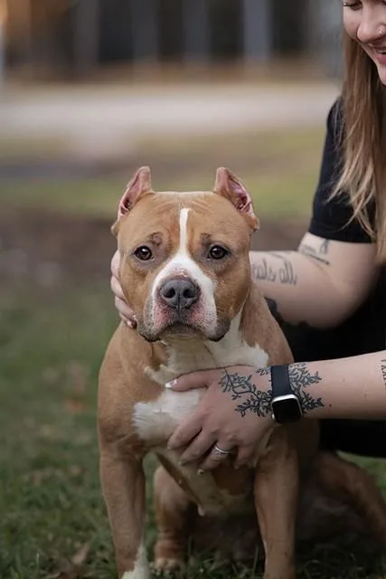 An adult medium-sized female American Bulldog dog named Peanut for adoption in Belleville, IL
