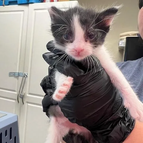 A baby small-sized male White Domestic Short Hair cat named Dustin for adoption in Lake Panasoffkee, FL