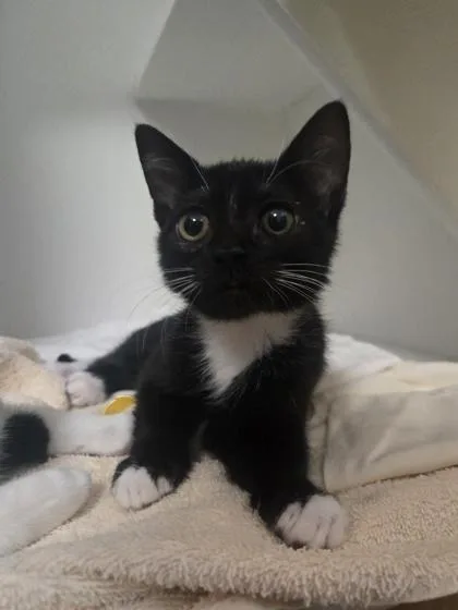 A baby small-sized female Domestic Short Hair cat named Starfire for adoption in Savannah, GA