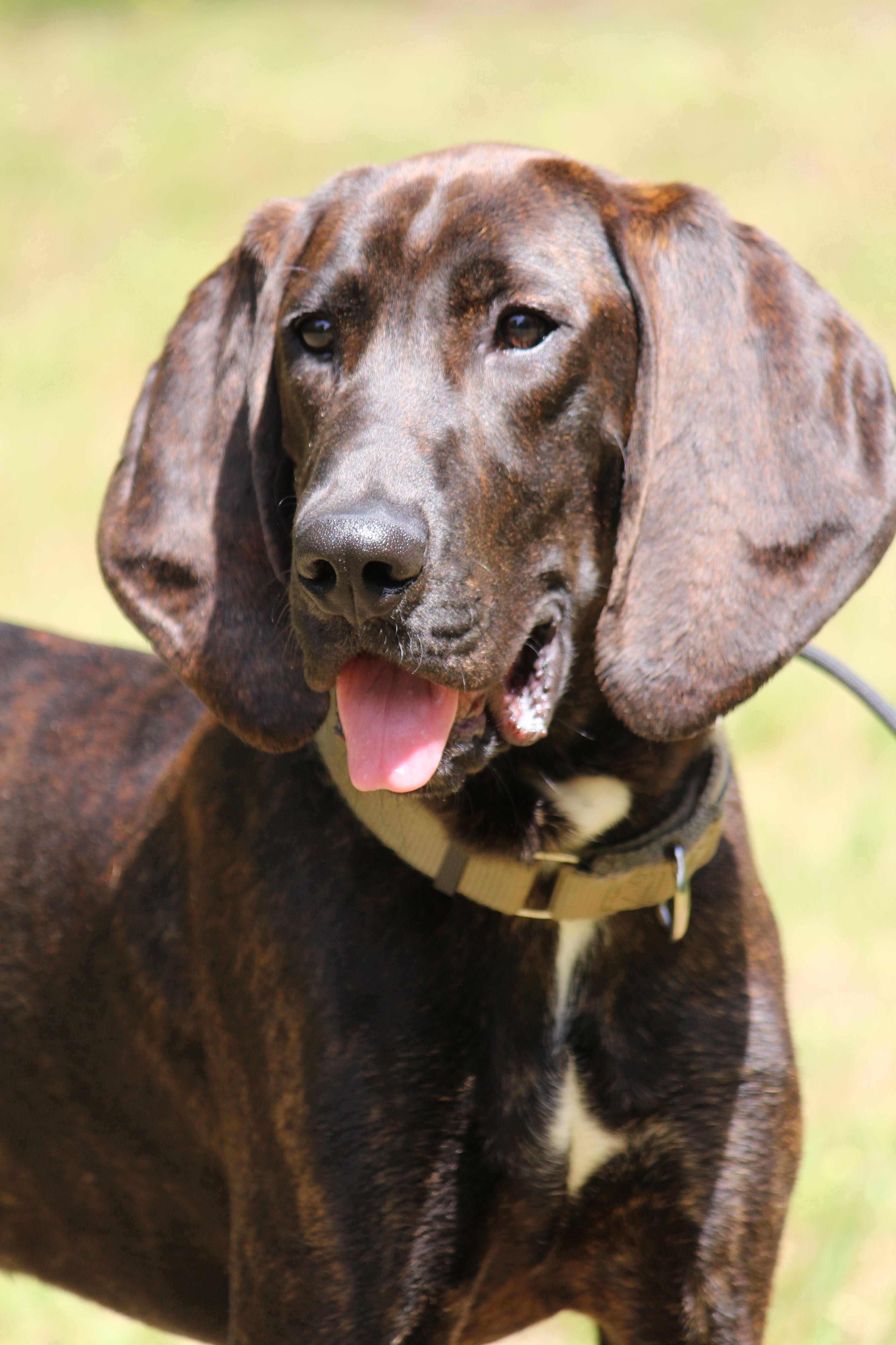 A young large-sized male Brindle Plott Hound dog named Leroy for adoption in Portage, WI