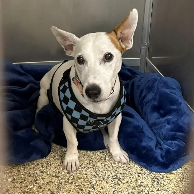 A senior small-sized male Tricolor (Brown, Black, & White) Jack Russell Terrier dog named Rocky for adoption in Cape May Court House, NJ