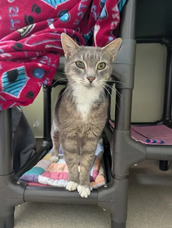 An adult small-sized female Domestic Short Hair cat named Rhonda for adoption in Santa Rosa, CA