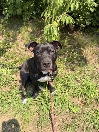 A baby medium-sized female Black Pit Bull Terrier dog named Olivia for adoption in Annapolis, MD