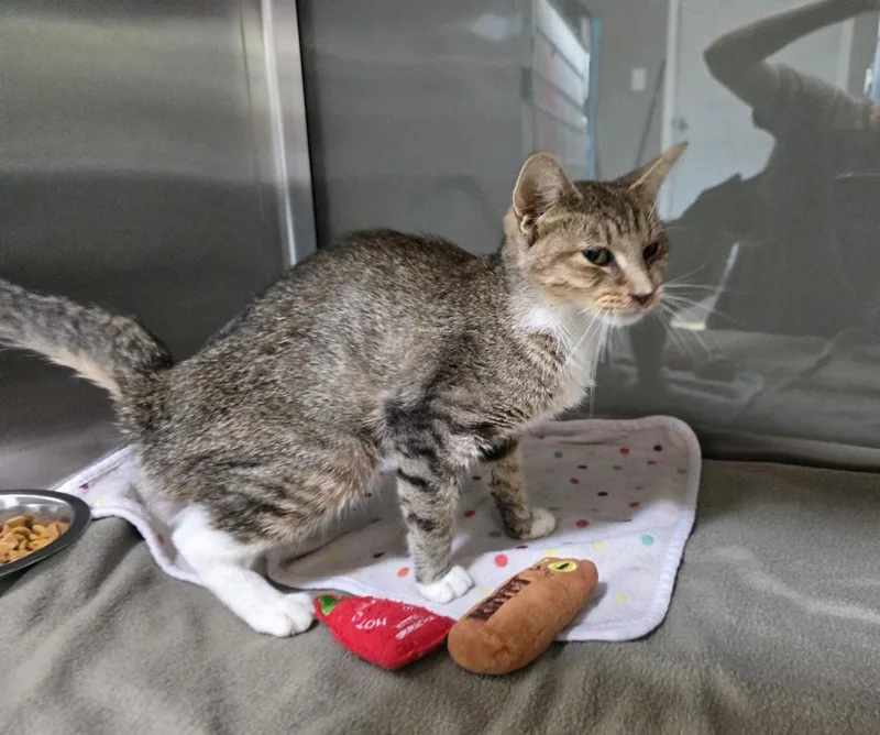 An adult large-sized female Domestic Short Hair cat named Yuki for adoption in Dickson, TN