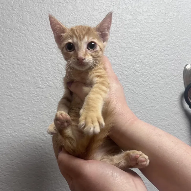 A baby small-sized female Orange / Red Domestic Short Hair cat named Dusty for adoption in Waco, TX