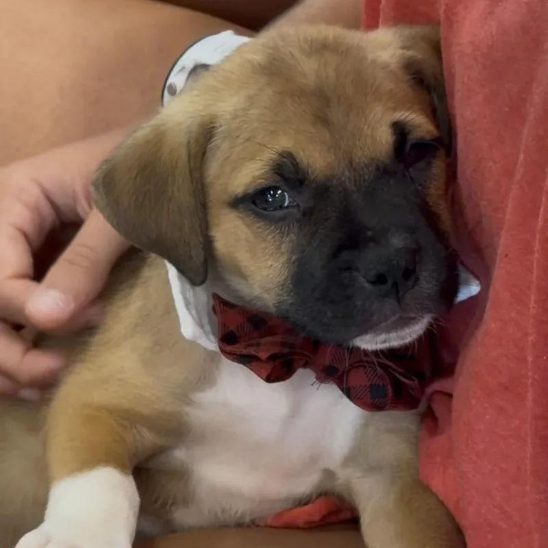 A baby medium-sized female Mixed Breed dog named Stuffed Mini Bagel for adoption in Columbia, SC