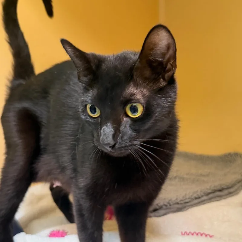 An adult medium-sized female Black Domestic Short Hair cat named Bette for adoption in East Hanover, NJ