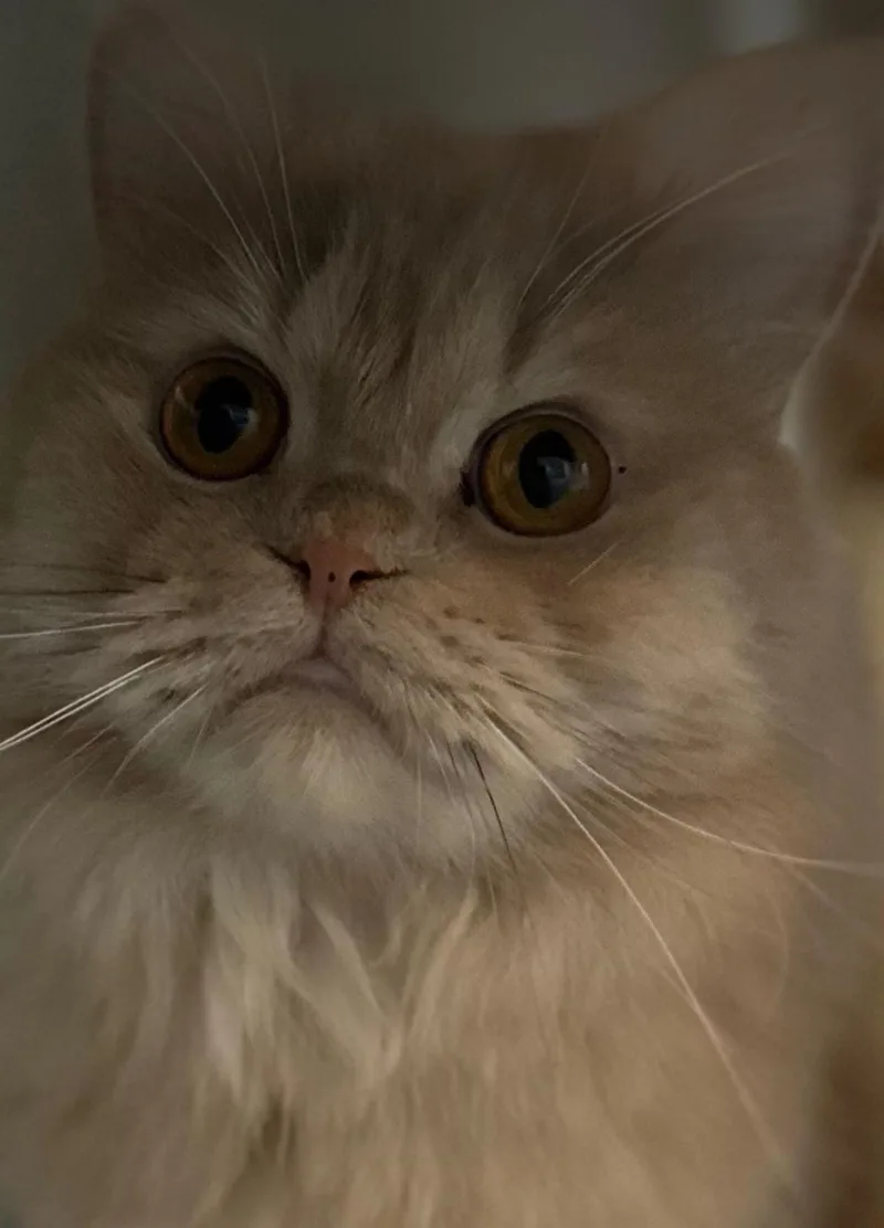 A young medium-sized female Persian cat named Lena for adoption in Snow Hill, MD