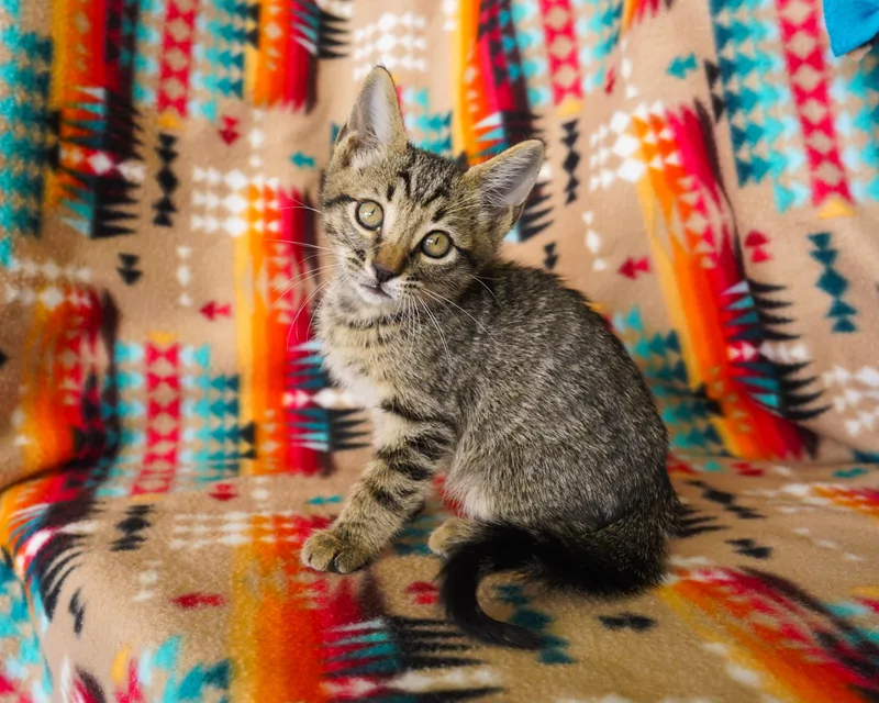 A young medium-sized male Tabby (Buff / Tan / Fawn) Domestic Short Hair cat named Grave for adoption in San Antonio, TX