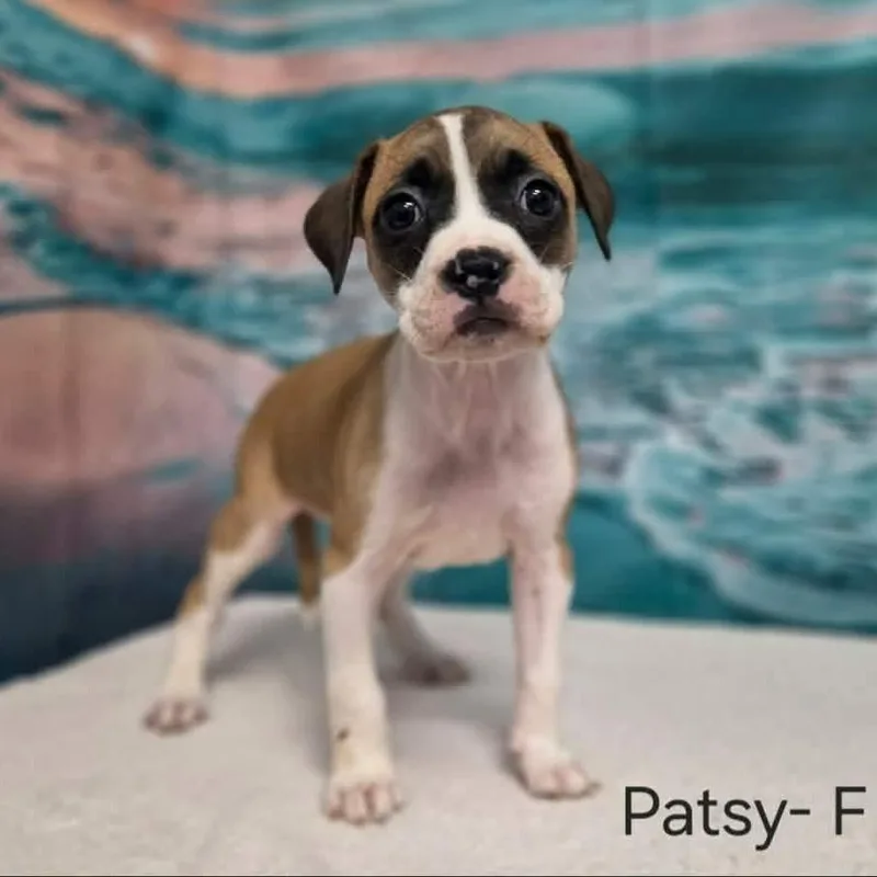 Patsy