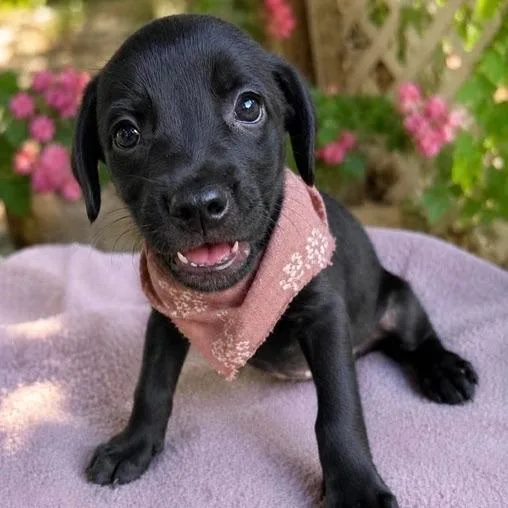 A baby medium-sized female Black Mixed Breed dog named Sable for adoption in Buffalo, MN