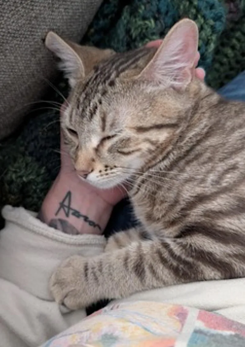 A baby small-sized female Tabby (Buff / Tan / Fawn) Domestic Short Hair cat named Charlie for adoption in Amherst, MA
