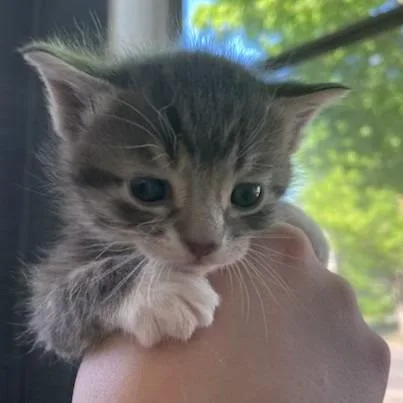 A baby small-sized male Gray / Blue / Silver Domestic Short Hair cat named Gravy C for adoption in Princeton, MN