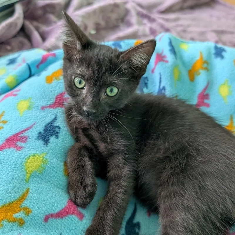 A baby small-sized male Black Domestic Short Hair cat named Marvin The Martian for adoption in Roselle, IL