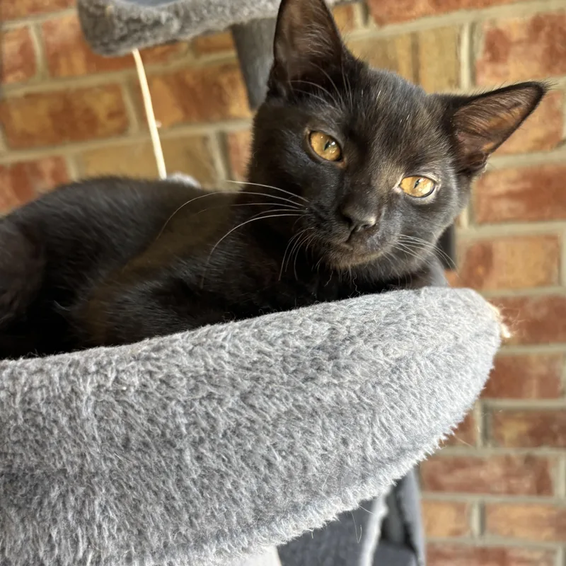 A baby medium-sized male Black Domestic Short Hair cat named Jake for adoption in Johnson City, TN