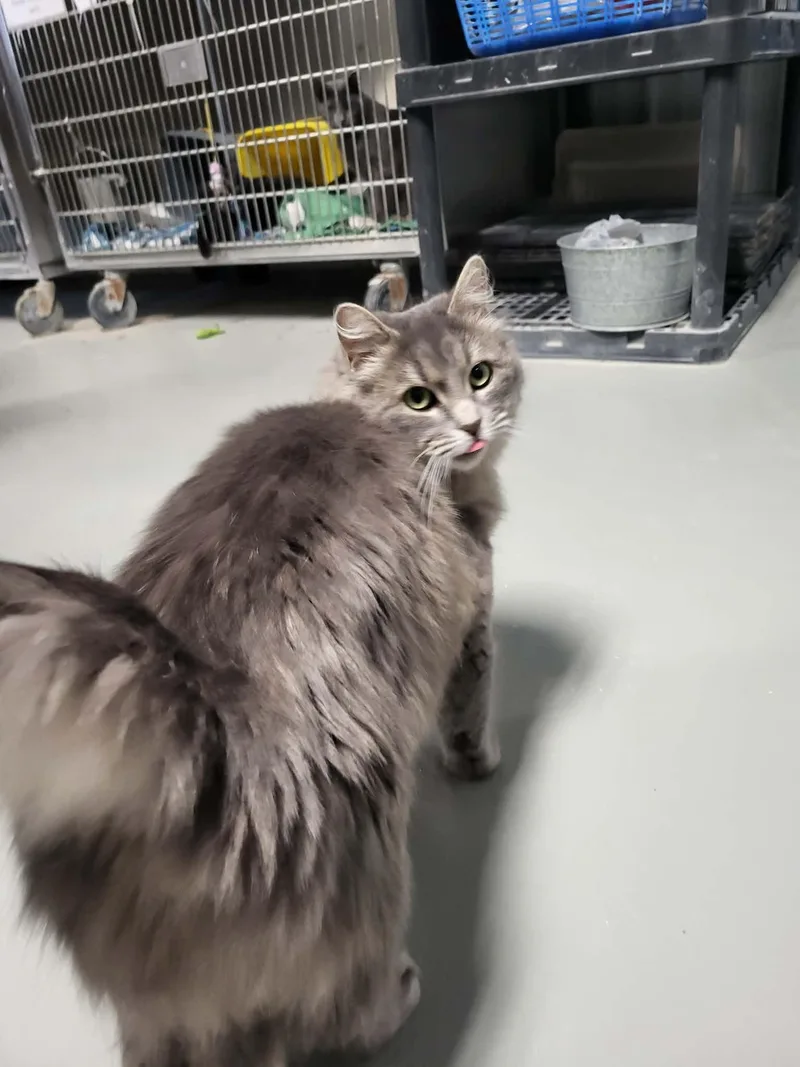A young medium-sized female Gray / Blue / Silver Domestic Long Hair cat named Dora for adoption in Detroit Lakes, MN