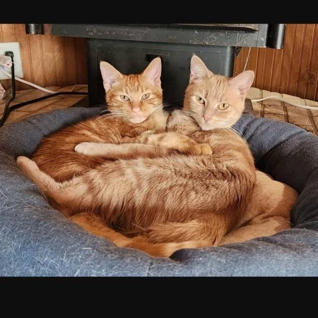 Princess Peach thumbnail 3